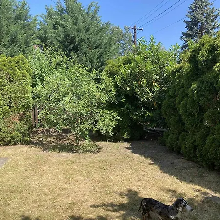 Dombi-lak Tiszakecske